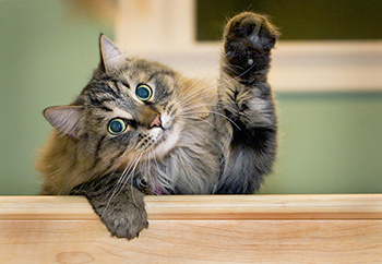 Raise Your Hands! f2bb69f75f44ce317cedb7a646762f87-origina