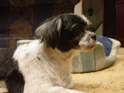 50fa5a0d48c64ea63e51a4428d772211-huge-ba