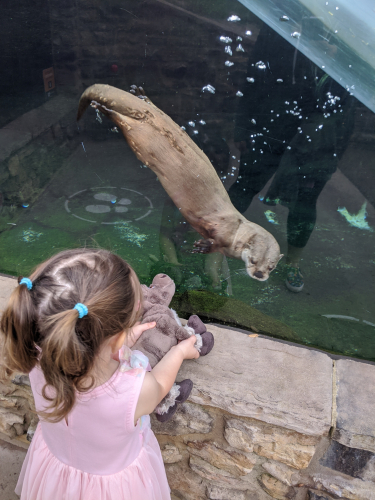 Kid and otter 7cd264dac29b701078579f0755b240d9-huge-mv