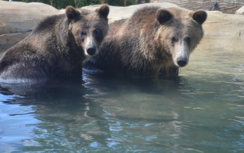 Bears d564378b904f7b9b8f8240e7fadb5d1c-huge-be