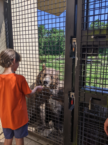 Kid at zoo e38ce880660f4cbadb67ac6cf5c90b27-huge-px
