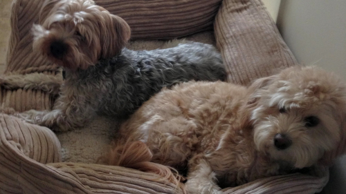 5747db260ee67348de16b1c92c7e7c33-huge-im