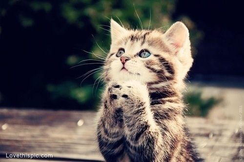 Praying kitty 2d040fa3c499f51ecf7aa8dd3aeb2a51-huge-11