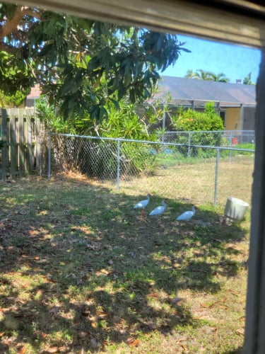 15b92c81e74a367d85a7dfdce19a9f64-huge-ib