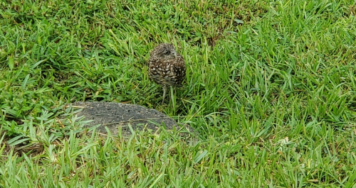 45b64a6375177d0361e7106f0db27348-huge-bu