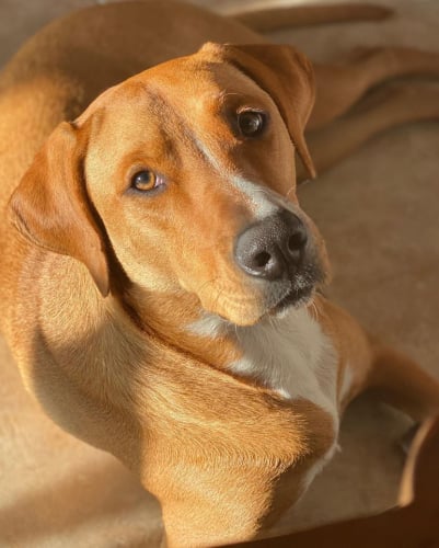 5163de7716843e3c417c071832a669fc-huge-lu