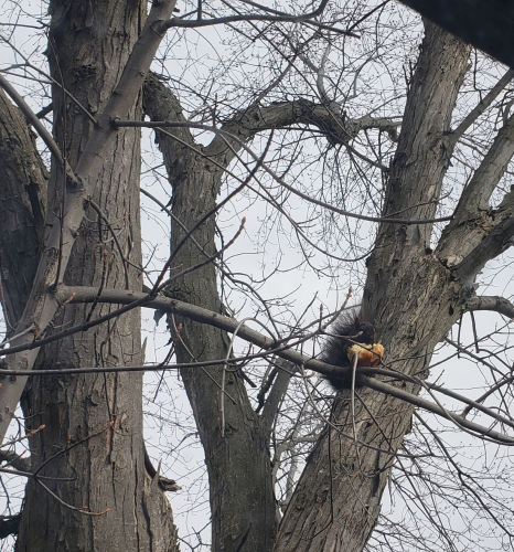 bfda2f458ba138ec7ea5ba276ae1b293-huge-mm