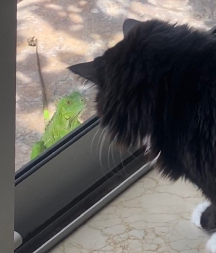 60391276cd5fb88aaaedde6b609b996a-huge-im