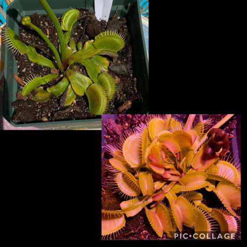 crystal_plant_081920_600x600.jpeg dbf1bf72de035ecf65fd66946c96241c-huge-cr