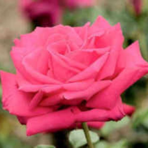 Roslee La PanDavidson