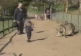 276807_roo.gif 276807_roo.gif