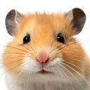 Photo of Brave_Hamster
