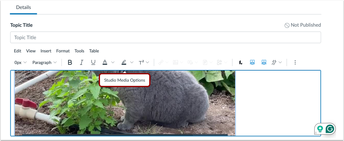 Open Studio Media Options