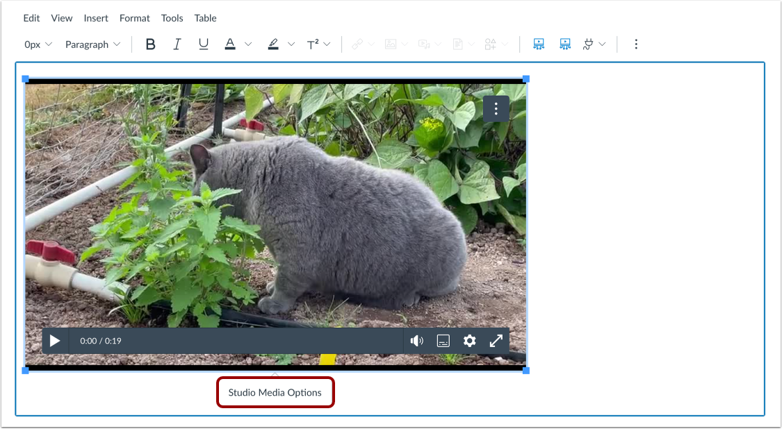 Open Studio Media Options