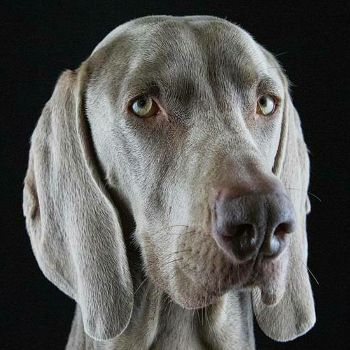 Photo of OrHaskal