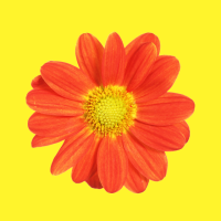 Photo of Priya.Gupta