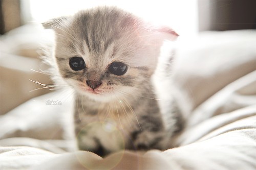 Kitten.jpg
