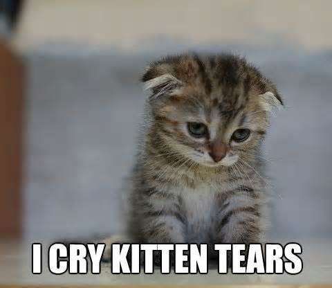 sad-kittens-3.jpg