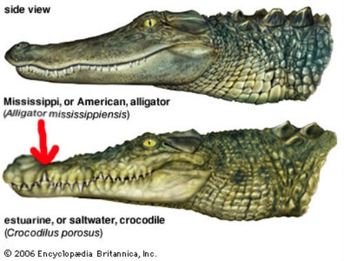 crocvsgator2.jpg