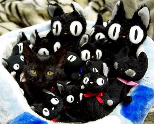 cat-hiding-2872.jpg