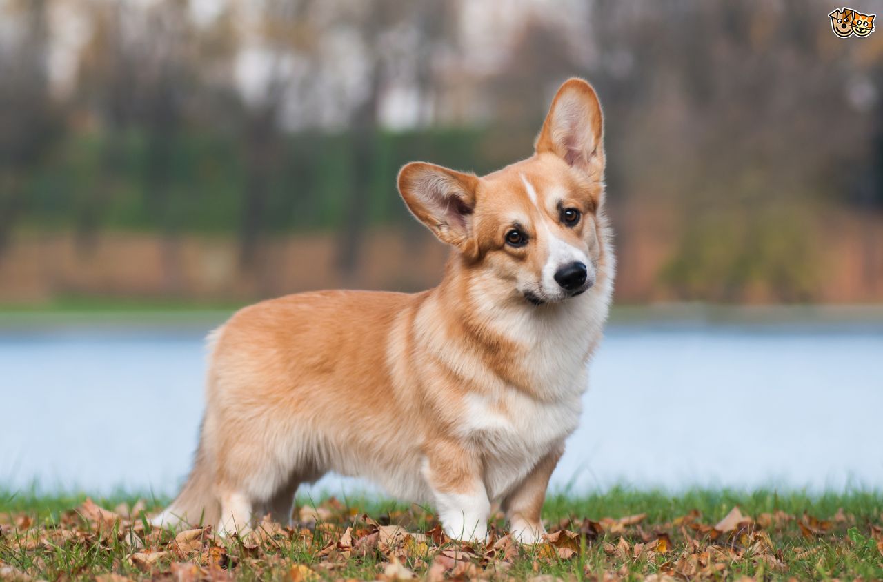 corgi2.jpg