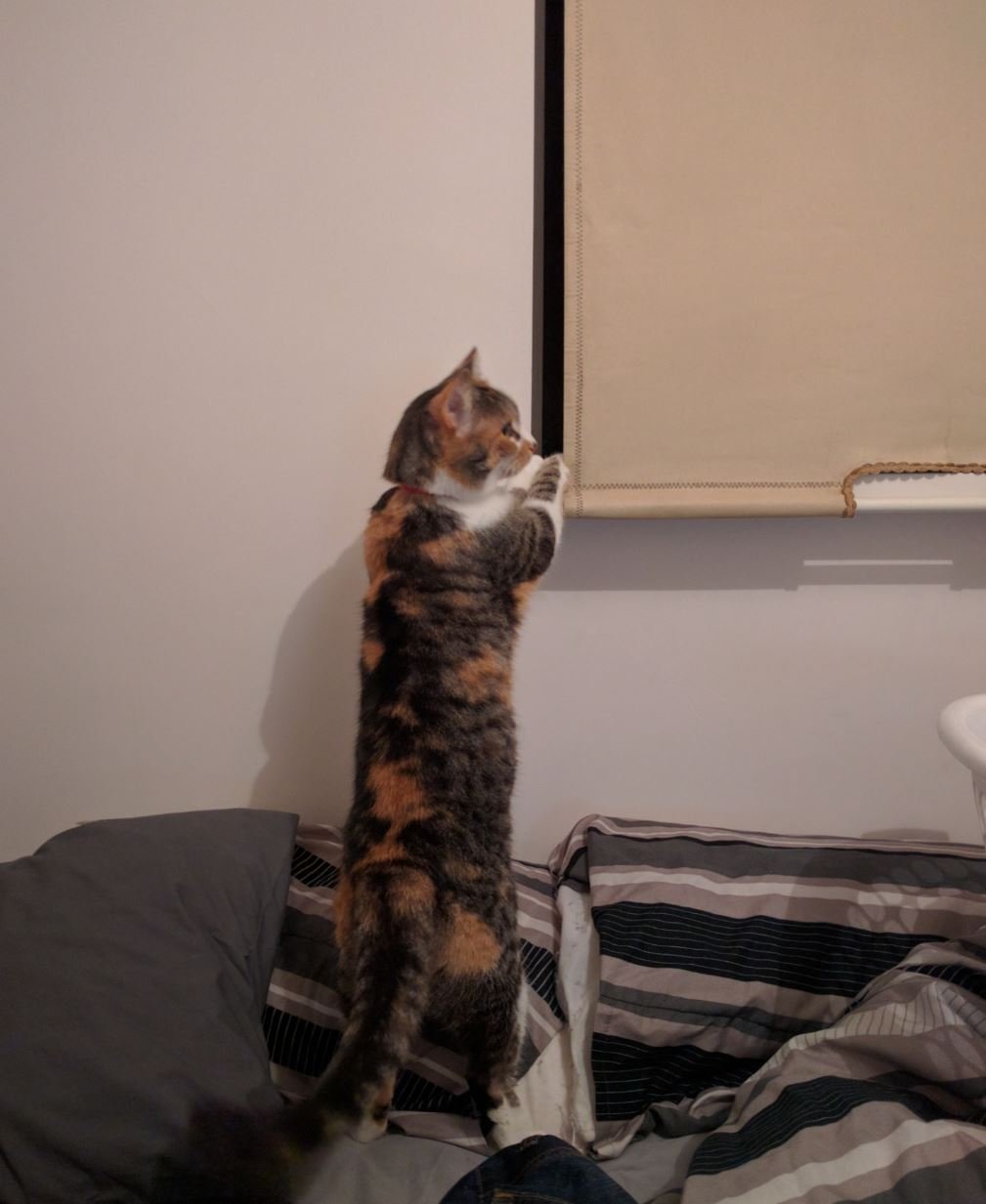zoe.JPG