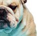 Photo of Bad_Bulldog