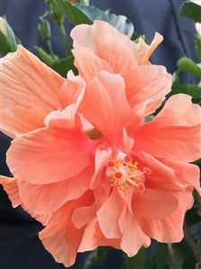 Photo of orangedh