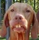 Photo of dog15bert