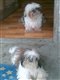 Photo of roselyn