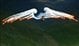 Photo of warbird