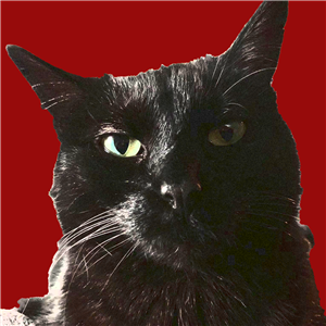 Photo of llitz123