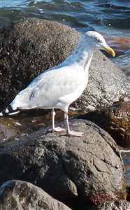 Photo of QU-IS