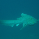 Photo of ralfs