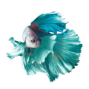 Photo of betafish