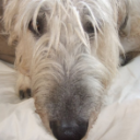 Photo of houndin