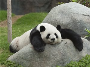 Photo of PandaCommandaa