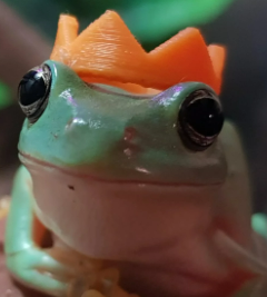 Photo of RFroggy
