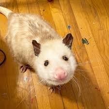 Photo of wulfinn