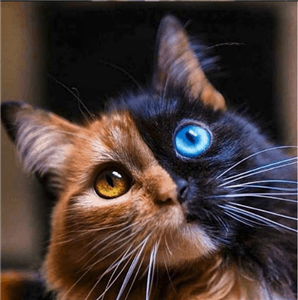 Photo of Gazbert