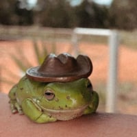 froginacowboyhat