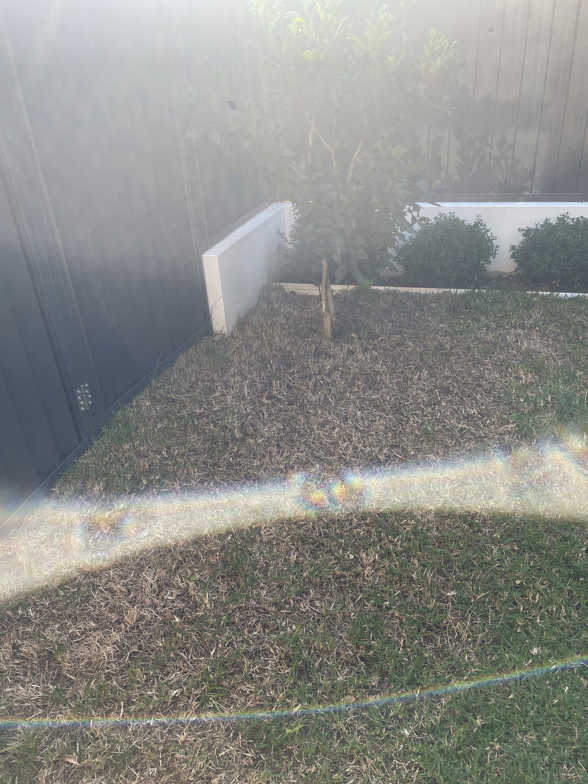 How to revive thinning lawn before winter? - Bunnings Workshop community