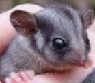 AussiePossum