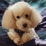 Lanie