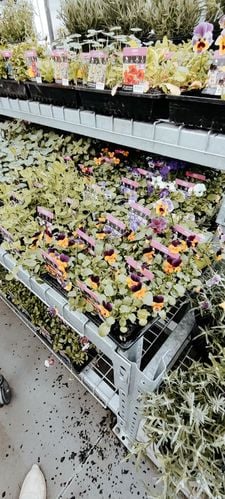 IMG_20240630_152224.jpg IMG_20240630_152224.jpg