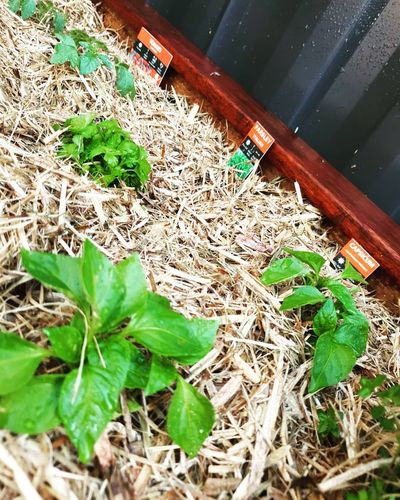 IMG_20201111_101738_062.jpg IMG_20201111_101738_062.jpg