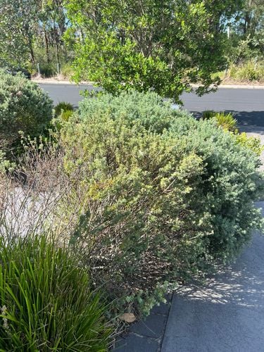 IMG_3175.jpeg IMG_3175.jpeg