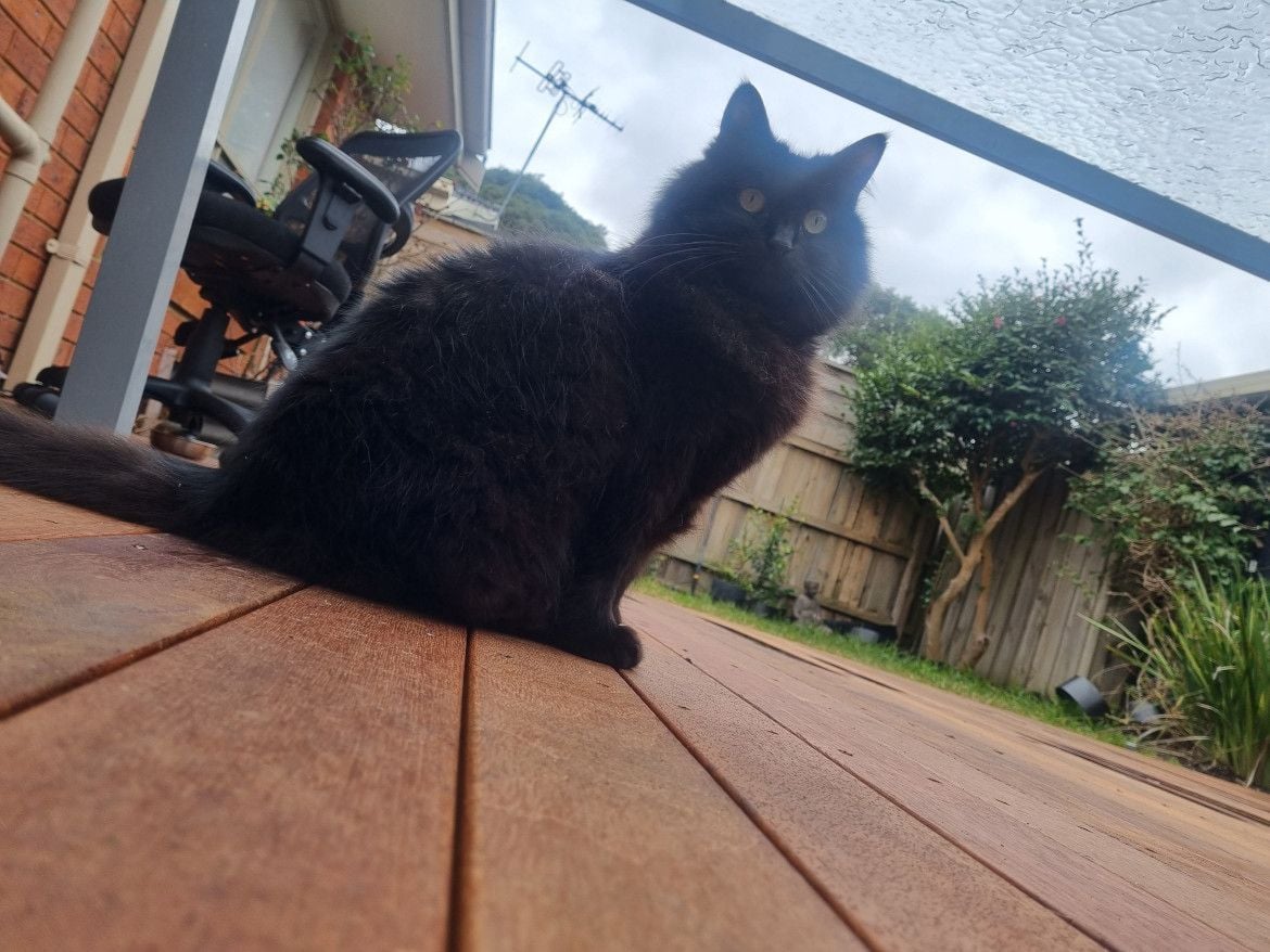 cat-inspects-decking.jpg cat-inspects-decking.jpg