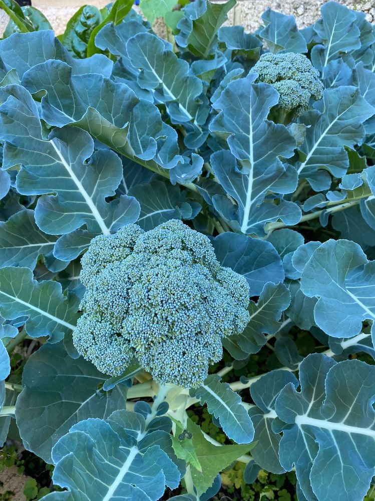 600B7B82-8AE4-4D5D-853E-0FAD170BAAB8.jpeg 600B7B82-8AE4-4D5D-853E-0FAD170BAAB8.jpeg