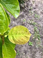 IMG_0228.jpg IMG_0228.jpg